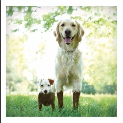 Image of Woodmansterne Loose Leashes Blank/Birthday Card Muddy? Us?
