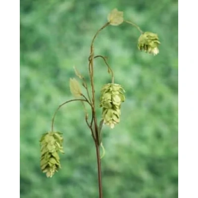 Image of Ferris Heart Sloane Luxury Artificial Hop Spray 76cm tall, Floral Display, Home Decor