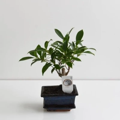 Image of Miniature Bonsai Ficus Tree in Japanese Ceramic Saucer Ideal for Beginners Indoor with Glossy Green Foliage 1x 13cm Potted Plant by Thompson &amp; Morgan