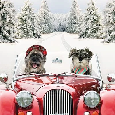 Image of Charity Christmas Cards Box of 20 Festive Driving Dogs 10 Each 2 Designs Made in the UK Eco Friendly