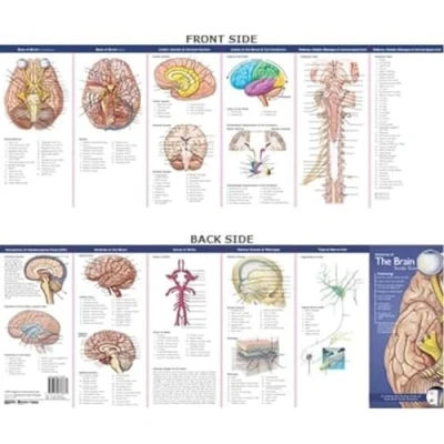 Image of Anatomical Chart Company&#039;s Illustrated Pocket Anatomy: Anatomy of the Brain Study Guide