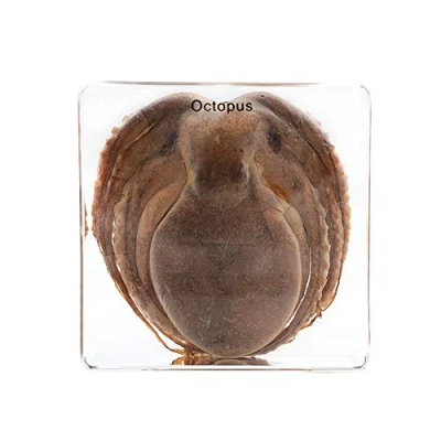 Image of Real Marine Animal Common Octopus Specimen vulgaris Taxidermy Science Classroom for Education