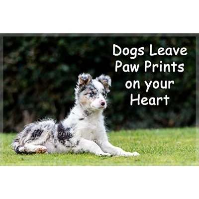 Image of Blue Merle Collie Fridge Magnet Sheepdog Gift Dogs leave Paw Prints on your Heart. Perfect Exclusive Birthday