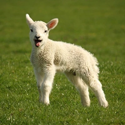 Image of Lamb greeting card with sound. Plays noise when opened. Great gift for animal lovers.