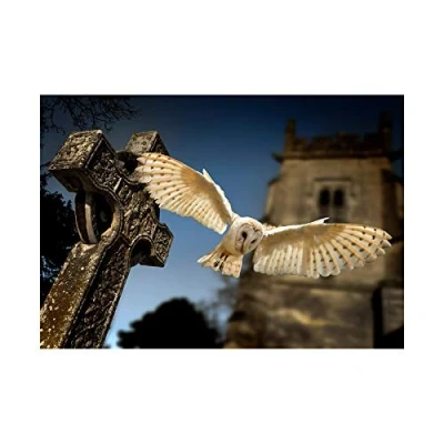 Image of Wee Blue Coo Photo Barn Owl Bird Alba Graveyard Scotland Wall Art Print