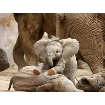 Image of Top Banana Gifts Baby Elephant Premium Quality Mouse Mat 24 x 19cm
