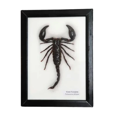 Image of VIE Naturals Taxidermy Framed Scorpion, Large, 15x20cm