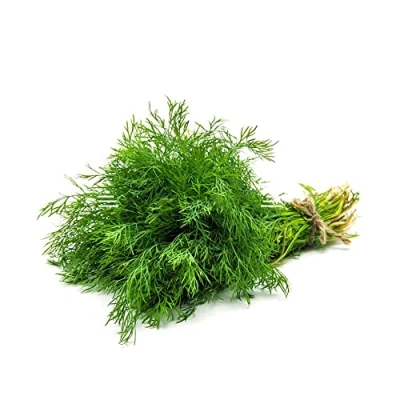 Image of Fresh Dill Leaves Bunch Single Vegetarian Indian herb Leaf Used to Cook For curry or soup Cuisine Approx 200G