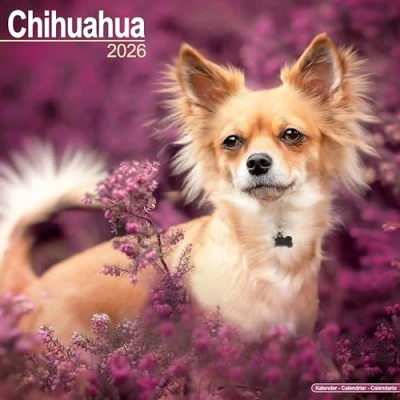 Image of Chihuahua Calendar 2026