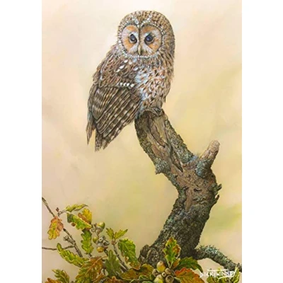 Image of Bird greeting card. Tawny Owl and Autumn Oak by Dick Twinney
