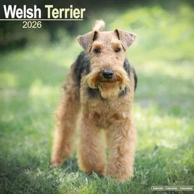 Image of Welsh Terrier Calendar 2026