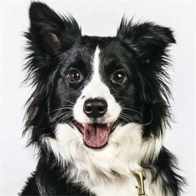 Image of 5D DIY Diamond Painting Kits for Adults Border Collie Round Square Crystal Rhinestone Embroidery Cross Stitch Arts Craft Home Wall Decoration 30x40cm/Round Drill