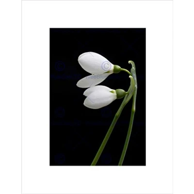 Image of Wee Blue Coo Snowdrops Spring Flowers Bloom White Black Wall Art Print