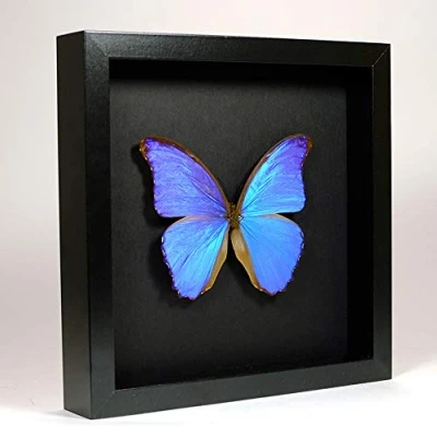 Image of De Museumwinkel.com Morpho Didius Giant Blue Real Taxidermy Butterfly Mounted Under Glass in Handmade Elegant Black Wooden Frame