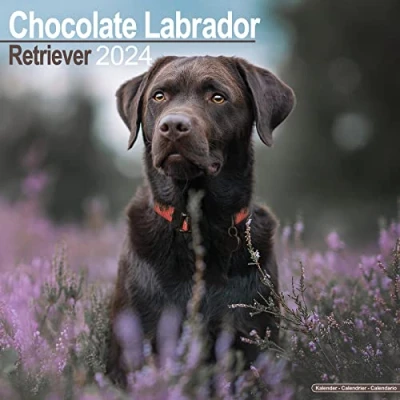 Image of Chocolate Lab Retriever Calendar 2024 Square Dog Breed Wall 16 Month