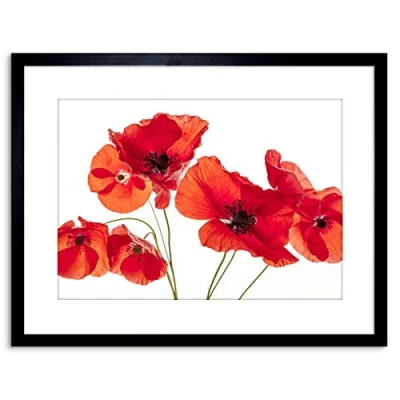 Image of PHOTO NATURE FLOWER POPPY HEADS RED PETALS FRAMED PRINT F97X5428