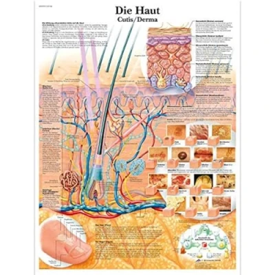 Image of 3B Scientific Chart The Skin, 1