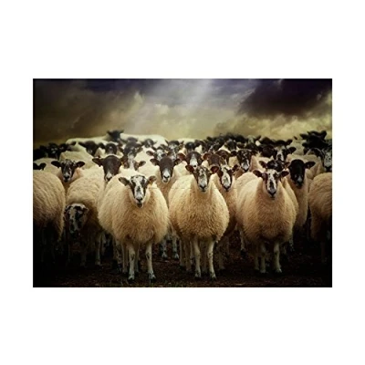 Image of Wee Blue Coo Sheep Flock Farm Animal Photo Wood Frame Picture Gift Wall Art Print