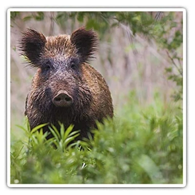 Image of 2 x 10cm Square Vinyl Stickers Wild Boar Sus Scrofa Hog Pig Piglet Animal Decals 24437