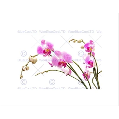 Image of Wee Blue Coo Orchid Flower Pink Blossom Art Wall Print