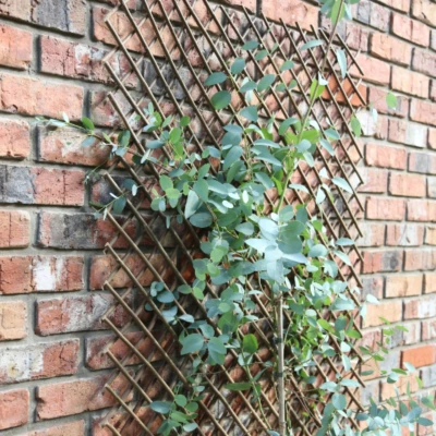 Image of Tom Chambers Expanding Willow Panel 180cm x 60cm Garden Flower Rose Trellis Support