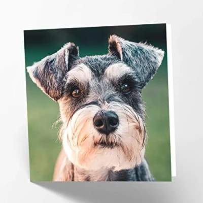 Image of Maturi Schnauzer Photographic Blank Birthday Greetings Card, 15.5 x cm