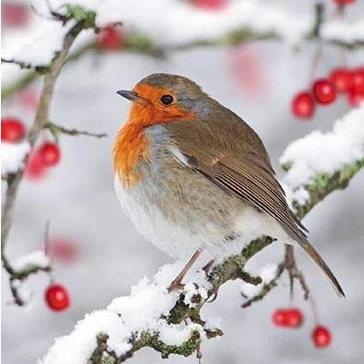 Image of Charity Christmas Cards Robin on Holly Branch Eco Friendly and Recyclable Pack of 6 By Paper House