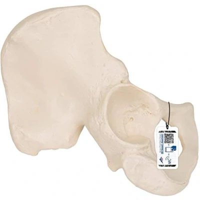 Image of 3B Scientific Hip Bone Model + free Anatomy App Smart
