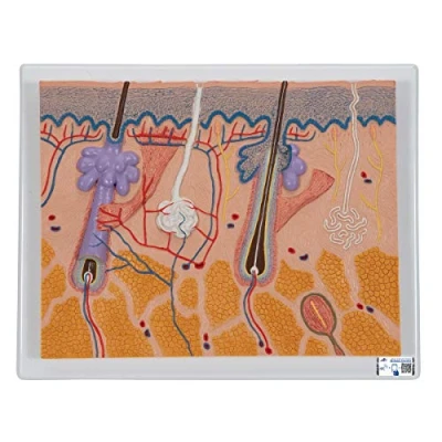 Image of 3B Scientific Skin Section 70 Times Full Size + free Anatomy App Smart