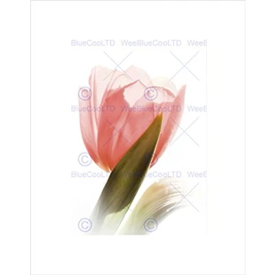 Image of Wee Blue Coo Soft Tulip Flower Bloom Pink Black Frame Framed Art Print Picture Mount B12X9689