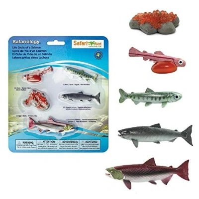 Image of Life Cycle of a Salmon