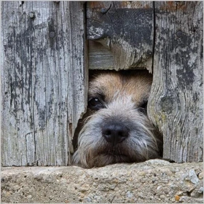 Image of Abacus Cards General Male/Female Blank/Birthday Card &#039;Border Terrier Dog&#039; Eco Friendly &amp; Recyclable From the BBC Countryfile Range