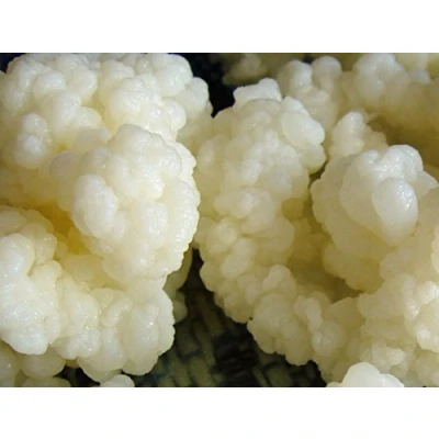 Image of ® 10g of Certified Organic Live Milk Kefir Grains Tibetan Mushroom Starter by Kombuchaorganic® Quality Assured UKAS Lab Outstanding and Unique Cultures