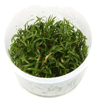 Image of Tropica Lilaeopsis brasiliensis Brazilian Micro Sword 1 2 Grow Tissue Culture In Vitro Live Aquarium Plant Shrimp Safe &amp; Snail Free