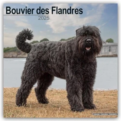 Image of Bouvier des Flandres (Euro) 2025 Square Wall Calendar Dog Breed