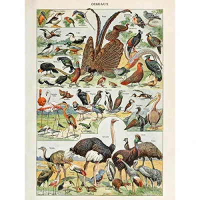 Image of Artery8 Millot Encyclopedia Page Birds Ostrich Flamingo Large Wall Art Poster Print Thick Paper 18X24 Inch