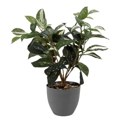 Image of Smart Garden Artificial Japanese Laurel Houseplant