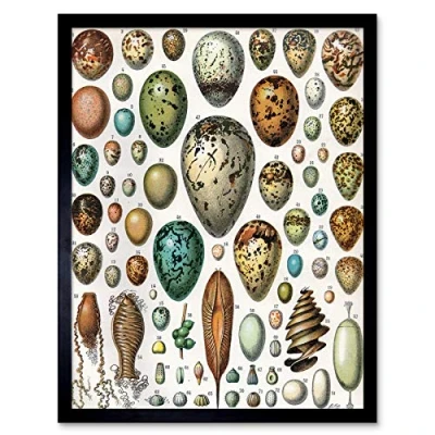 Image of Artery8 Millot Encyclopedia Page Variety Eggs Ova Art Print Framed Poster Wall Decor 12x16 inch