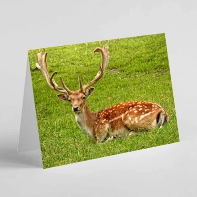 Image of Beebooh Fallow deer sitting on the grass birthday card