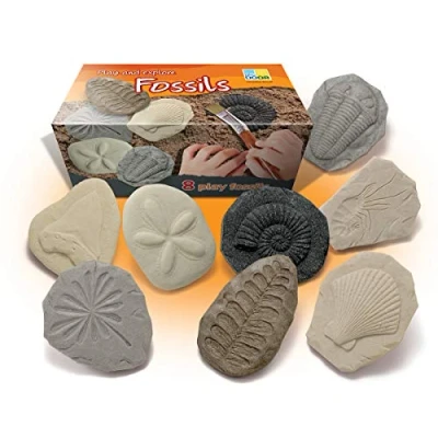 Image of Yellow Door YD 41 Let&#039;s Investigate Fossils Stone Set