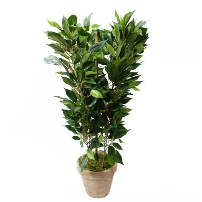 Image of Leaf Plant in Decorative Planter, 60cm Mini Green Ficus Bush