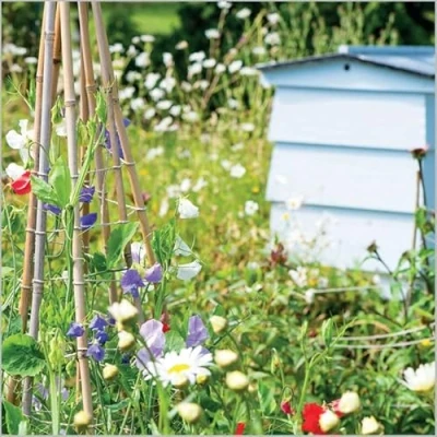 Image of Abacus Cards Male/Female General Greeting Card &#039;Bee Friendly Garden&#039; Suitable for Birthdays and Other Occasions The BBC Gardeners&#039; World Range