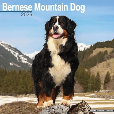 Image of Bernese Mountain Dog Calendar 2026