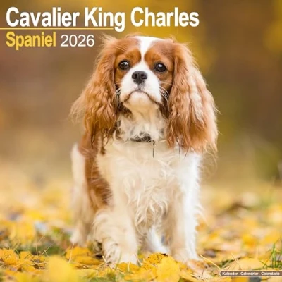 Image of Cavalier King Charles Spaniel Calendar 2026