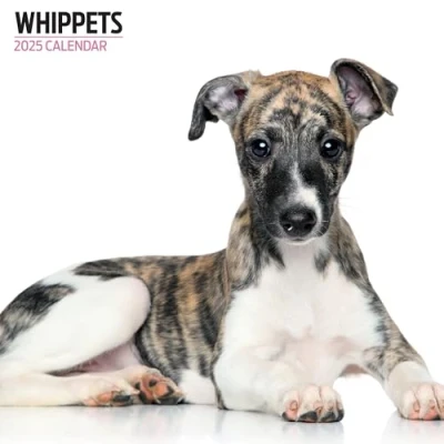 Image of Whippets 2025 Modern Calendar