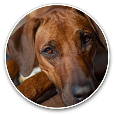 Image of Vinyl Stickers (Set of 2) 25cm Brown Rhodesian Ridgeback Dog #12664