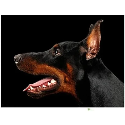Image of 5D Diamond Painting Kits for Adults Kids Doberman Pinscher Round Full Drill Art Kit Crystal Rhinestone Embroidery Cross Stitch Arts Crafts Home/Decor/Gift 40x50cm/16x20inch