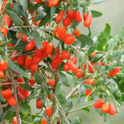 Image of Goji Berry &#039;No.1 Lifeberry&#039; Super Food Variety for Health and Beauty 9cm Pot x 3 by Thompson &amp; Morgan