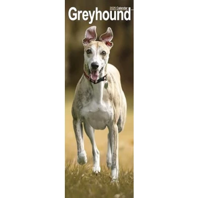 Image of Greyhound Slim 2025 Slimline Wall Calendar Dog Breed