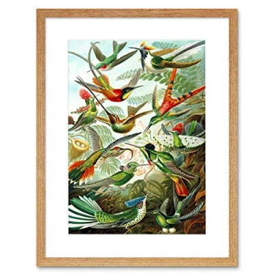 Image of Wee Blue Coo Haeckel Plate 99 Hummingbirds Artwork Framed Wall Art Print 12X16 Inch